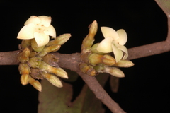 Diospyros candolleana